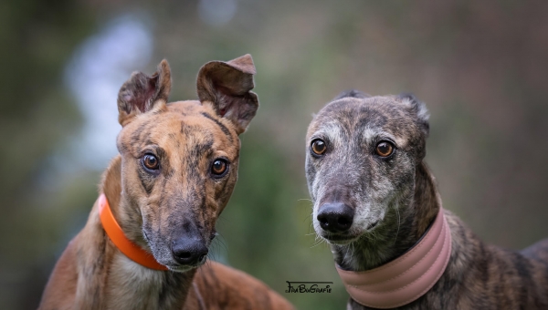 Wunder gibt es immer wieder...